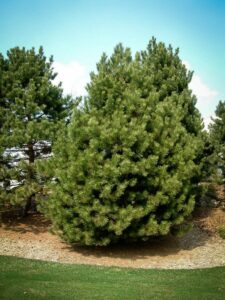 Сосна Чёрная (Pinus Nigra) купить по цене от 270.00р. в интернет-магазине «Посадика» с доставкой почтой в в Гаврилов-Яме и по всей России – [изображение №1].