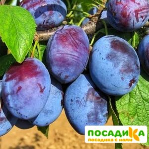 Слива Чачакская ранняя купить по цене от 229.00р. в интернет-магазине «Посадика» с доставкой почтой в в Гаврилов-Яме и по всей России – [изображение №1].