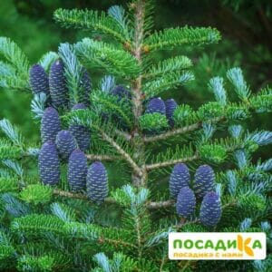 Пихта корейская (Abies koreana) купить по цене от 450.00р. в интернет-магазине «Посадика» с доставкой почтой в в Гаврилов-Яме и по всей России – [изображение №1].