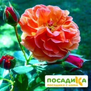 Роза Арабия купить по цене от 350.00р. в интернет-магазине «Посадика» с доставкой почтой в в Гаврилов-Яме и по всей России – [изображение №1].