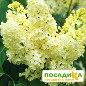 Сирень Примроуз (Primrose) купить по цене от 529.00р. в интернет-магазине «Посадика» с доставкой почтой в в Гаврилов-Яме и по всей России – [изображение №1].