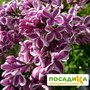 Сирень Сенсация купить по цене от 529.00р. в интернет-магазине «Посадика» с доставкой почтой в в Гаврилов-Яме и по всей России – [изображение №1].