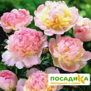 Пион Распберри Сандей (Paeonia Raspberry Sundae) купить по цене от 959р. в интернет-магазине «Посадика» с доставкой почтой в в Гаврилов-Яме и по всей России – [изображение №1].