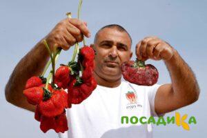 Клубника Гигант Джорнея купить по цене от 266р. в интернет-магазине «Посадика» с доставкой почтой в в Гаврилов-Яме и по всей России – [изображение №1].