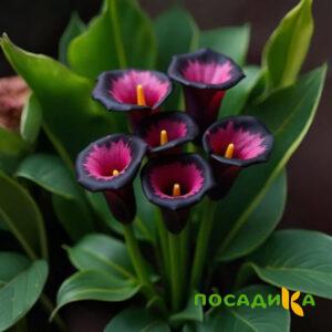 Калла Аура Лейс купить по цене от 400р. в интернет-магазине «Посадика» с доставкой почтой в в Гаврилов-Яме и по всей России – [изображение №1].