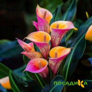 Калла Оникс купить по цене от 450р. в интернет-магазине «Посадика» с доставкой почтой в в Гаврилов-Яме и по всей России – [изображение №1].