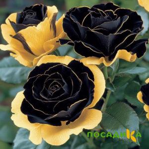 Роза Ханни Сикл купить по цене от 700р. в интернет-магазине «Посадика» с доставкой почтой в в Гаврилов-Яме и по всей России – [изображение №1].