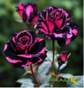 Роза Багровый Шепот купить по цене от 366р. в интернет-магазине «Посадика» с доставкой почтой в в Гаврилов-Яме и по всей России – [изображение №1].