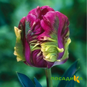Тюльпан Экзотик Хэвен купить по цене от 186р. в интернет-магазине «Посадика» с доставкой почтой в в Гаврилов-Яме и по всей России – [изображение №1].